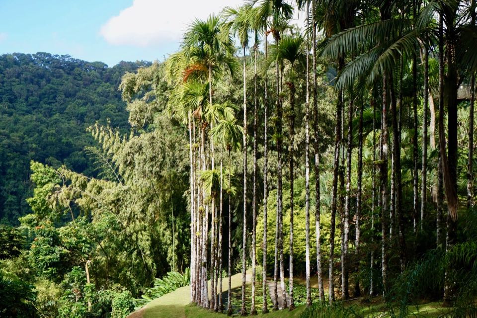 23 choses à faire en Martinique