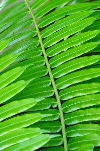 Que faire à Tahiti ?