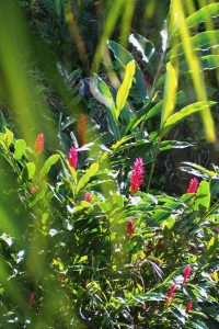 Visiter Tahiti : cascades