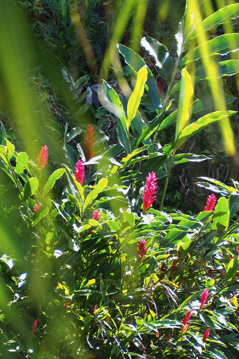 Visiter Tahiti : cascades