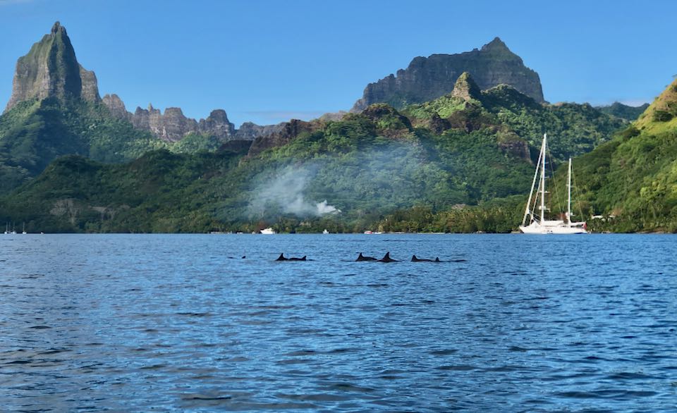 dauphins moorea