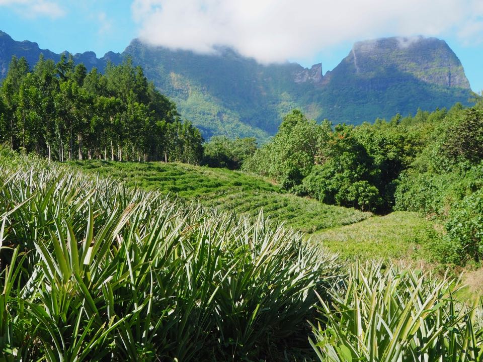 route des ananas Moorea
