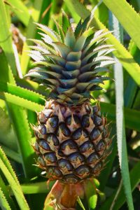 route des ananas Moorea
