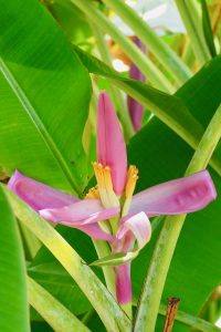 tropical garden moorea