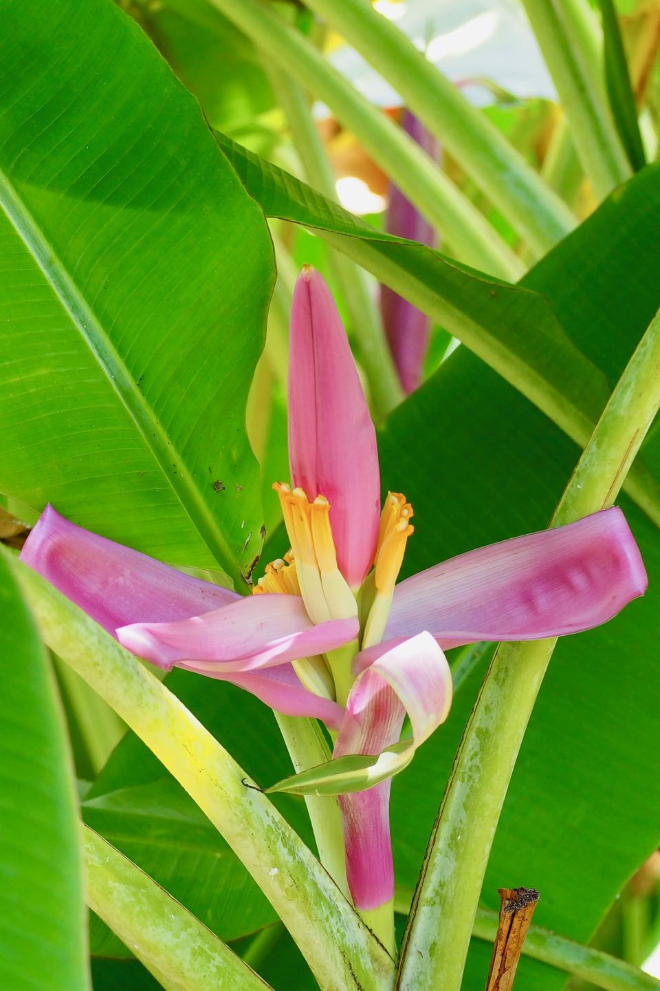tropical garden moorea