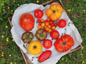 tarte tomates moutarde
