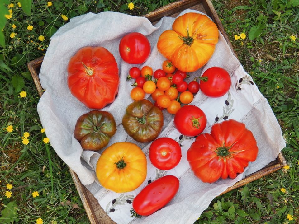 tarte tomates moutarde