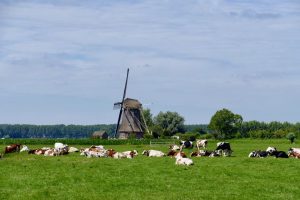 que faire a gouda