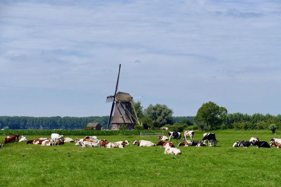 que faire a gouda