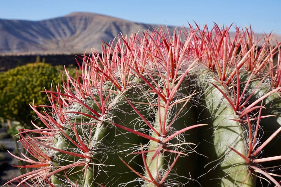 visiter lanzarote : que faire