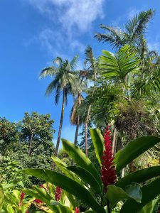 visiter la réunion en 15 jours