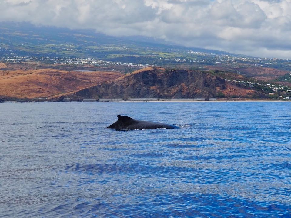 baleines réunion