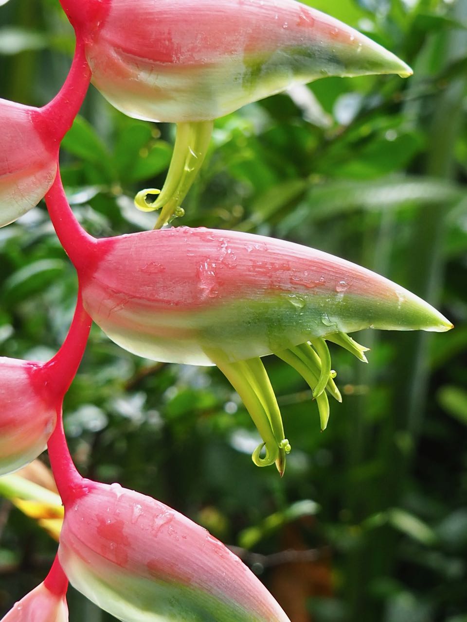 visiter la réunion en 15 jours
