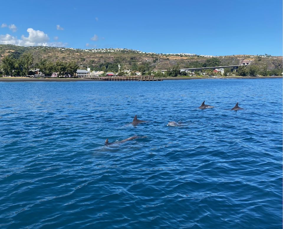 dauphins réunion