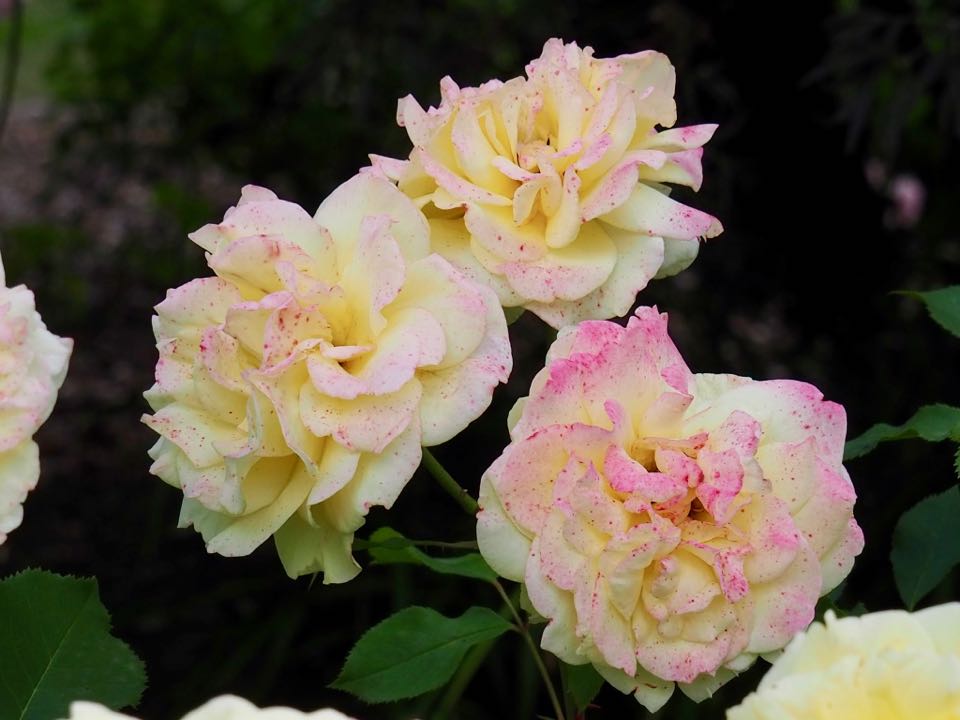 Les chemins de la rose