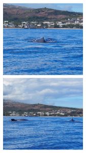 baleines réunion