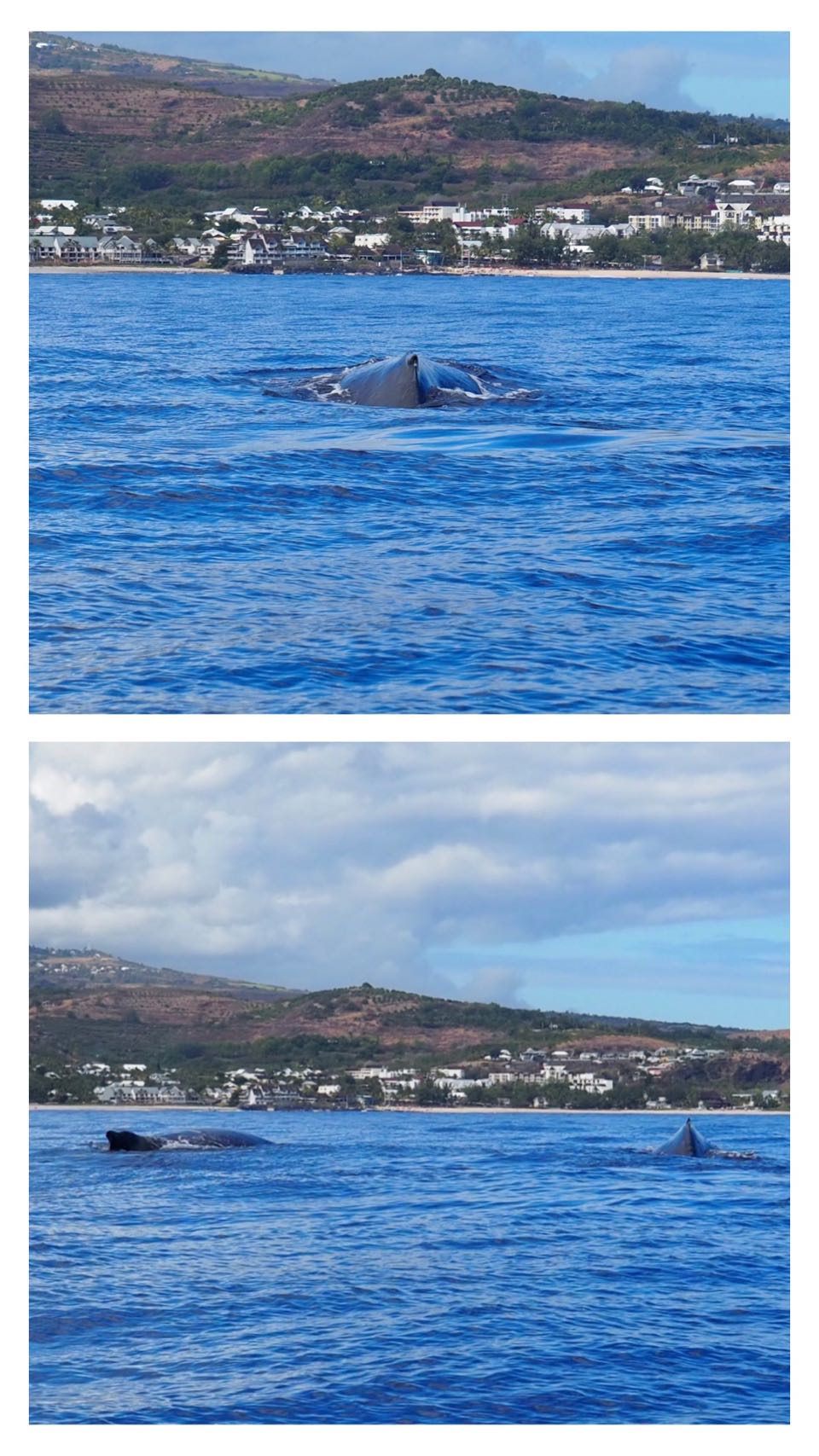 baleines réunion