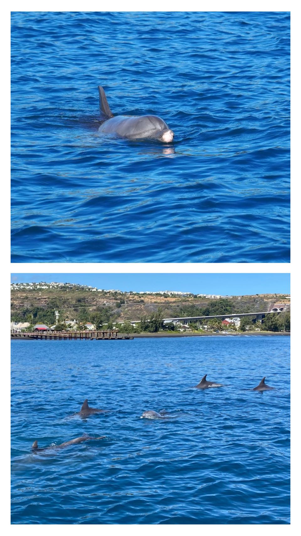 dauphins réunion