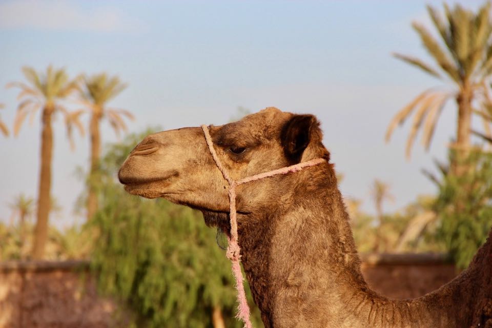 marrakech en famille