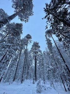 raquettes rovaniemi