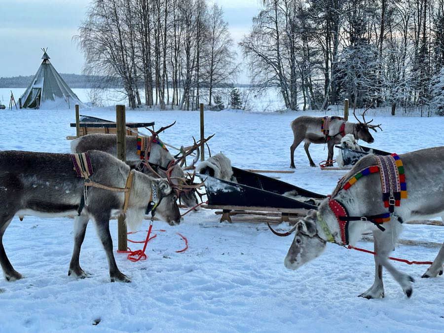 ferme rennes rovaniemi