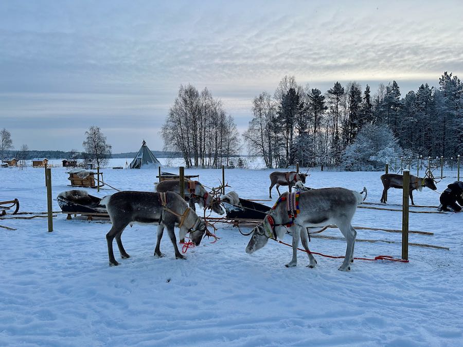 ferme rennes rovaniemi