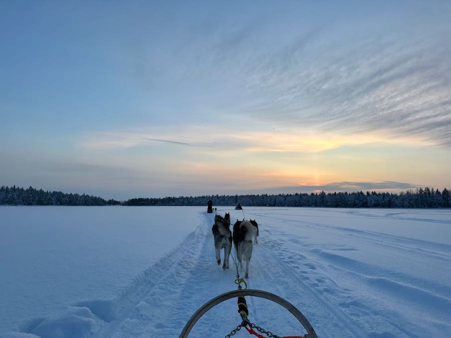 chien de traineau rovaniemi