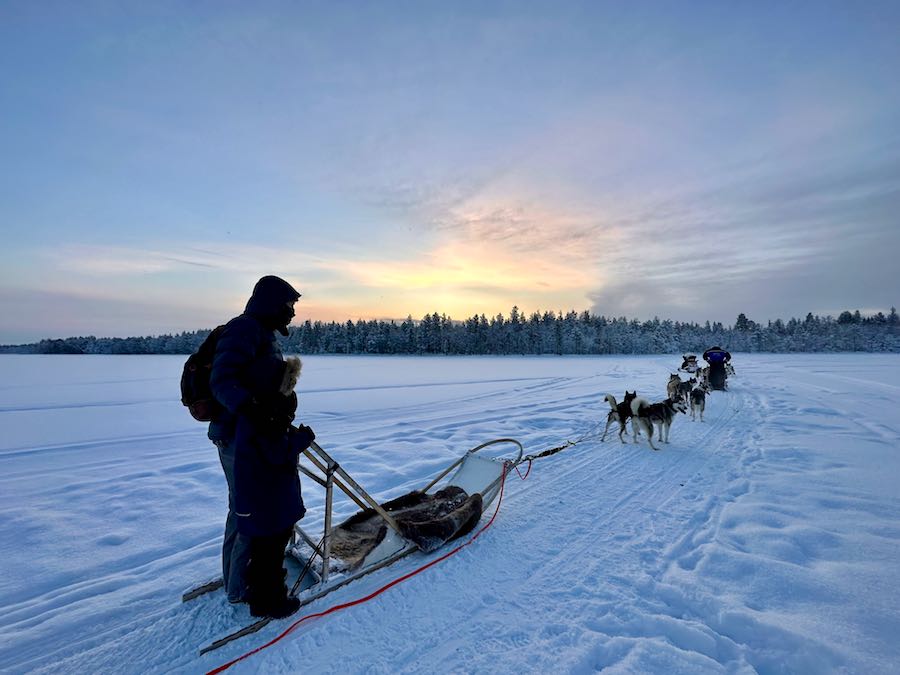 chien de traineau rovaniemi