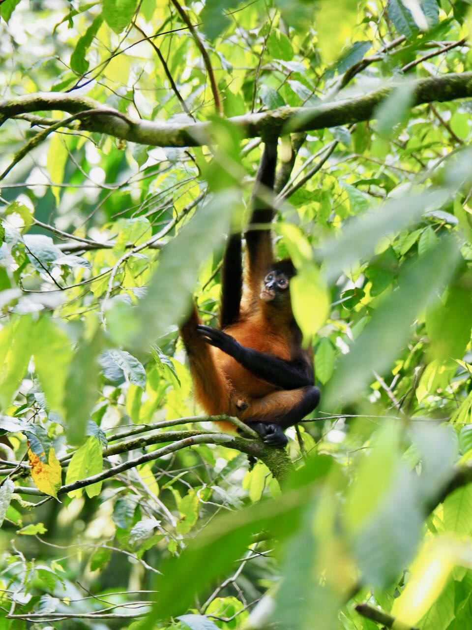 ou voir les animaux a la fortuna au Costa Rica