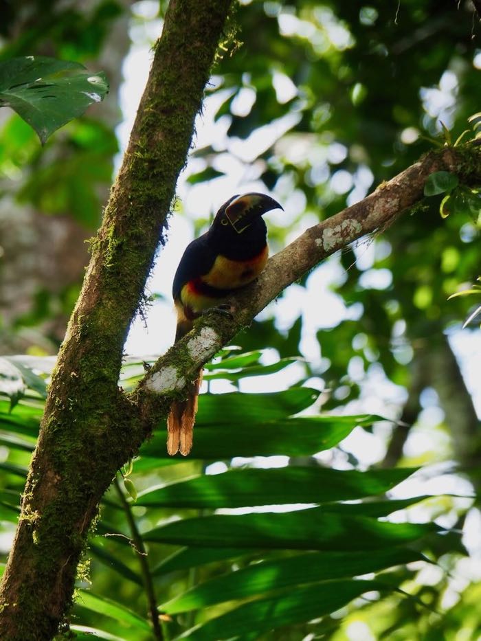 reserve la fortuna