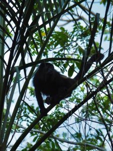 faune costa rica