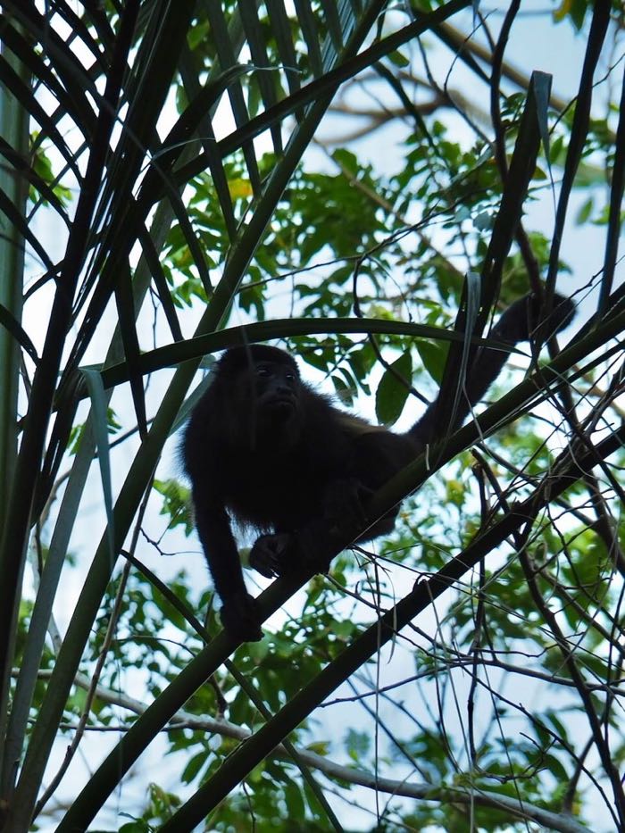 faune costa rica