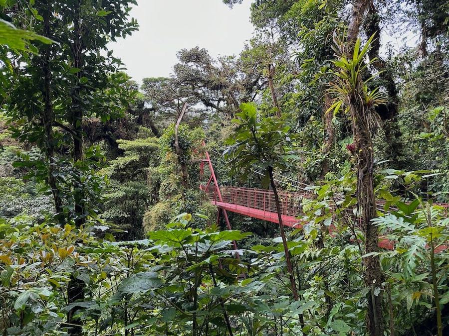 foret de nuages monteverde