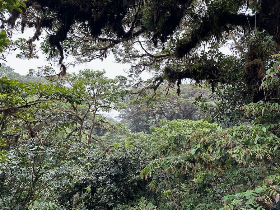 visiter monteverde