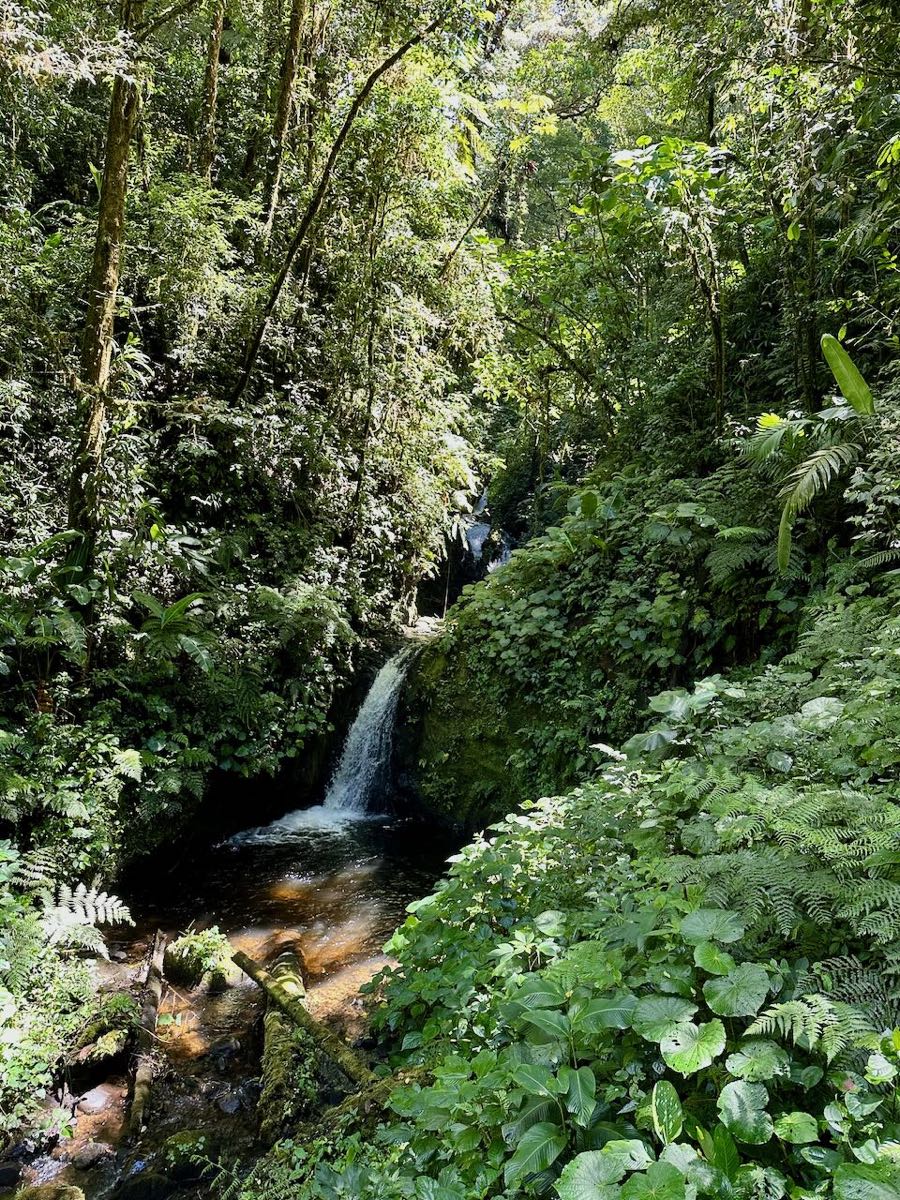 foret de nuages monteverde