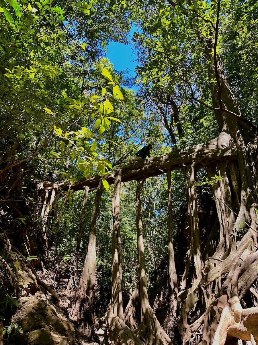 ficus monteverde costa rica