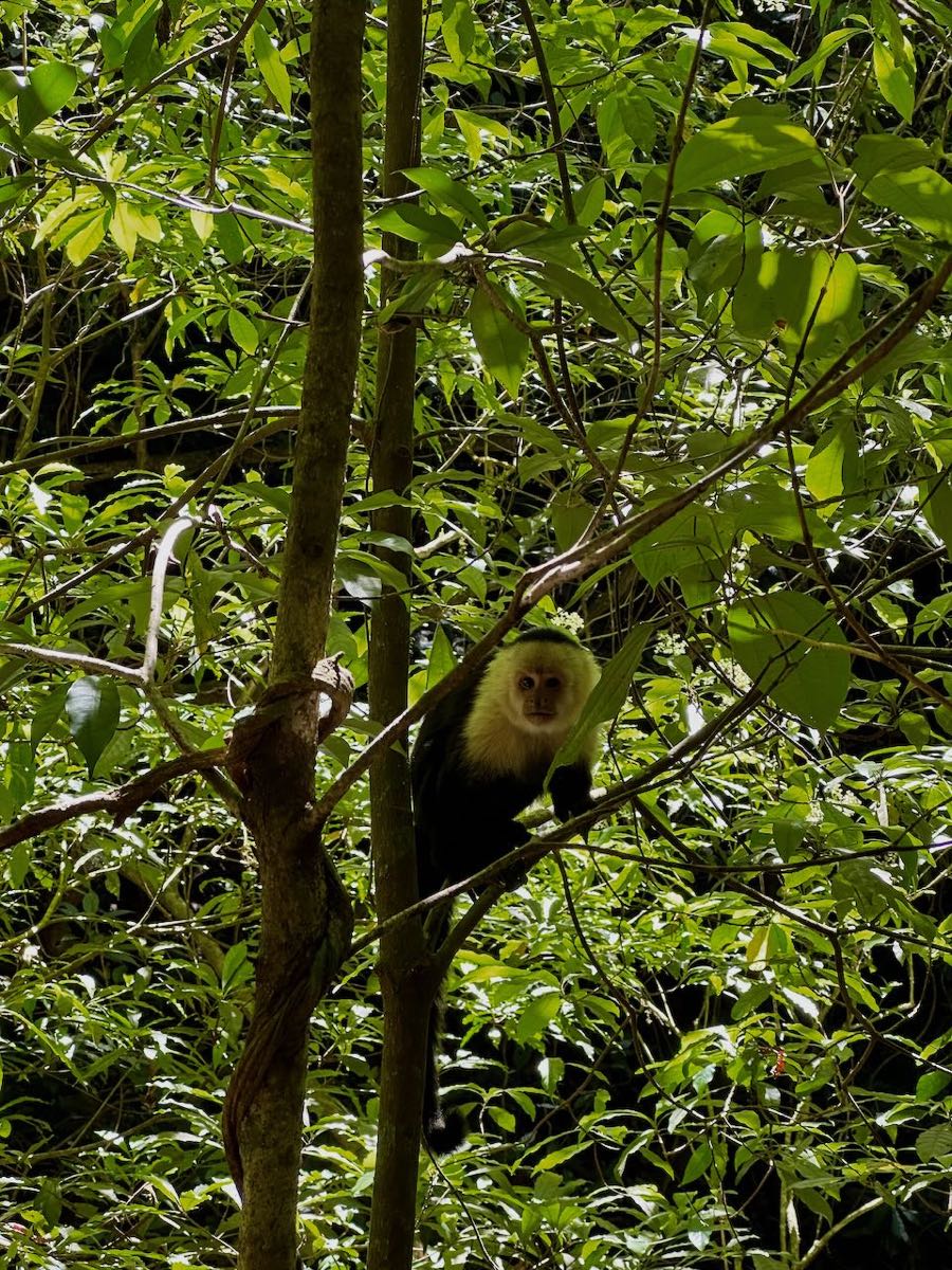 singe monteverde