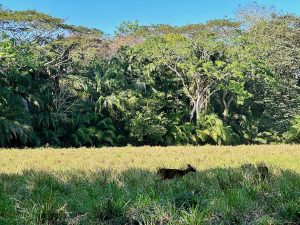paysage costa rica