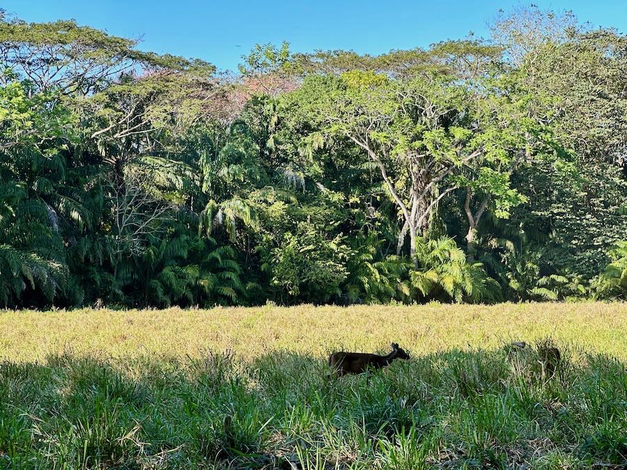 paysage costa rica