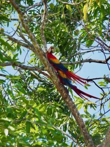 3 semaines au costa rica itineraire