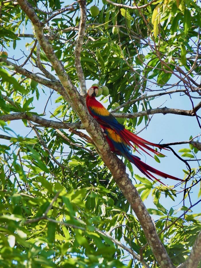 3 semaines au costa rica itineraire