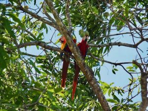 ou voir les animaux a montezuma