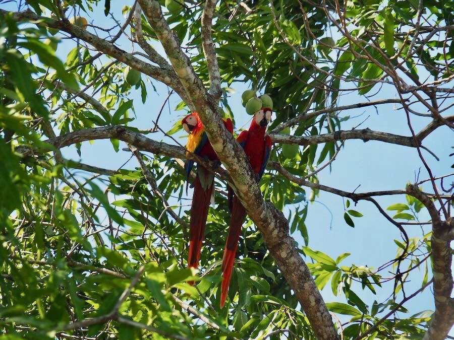 ou voir les animaux a montezuma