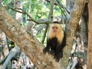 ou voir les animaux a montezuma