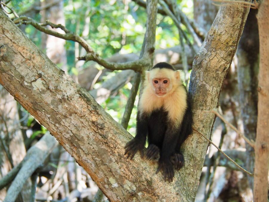 ou voir les animaux a montezuma