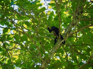 curu costa rica
