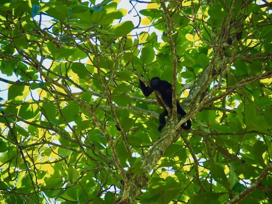 curu costa rica