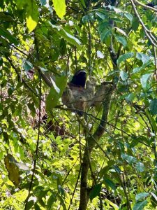 paresseux costa rica