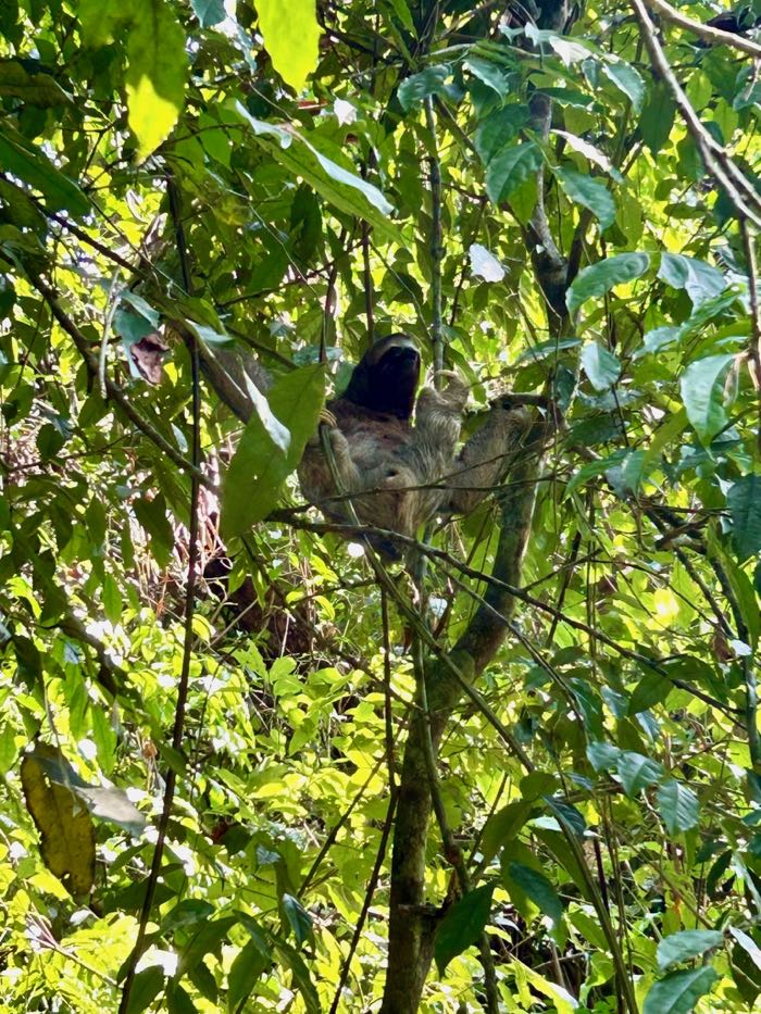 paresseux costa rica