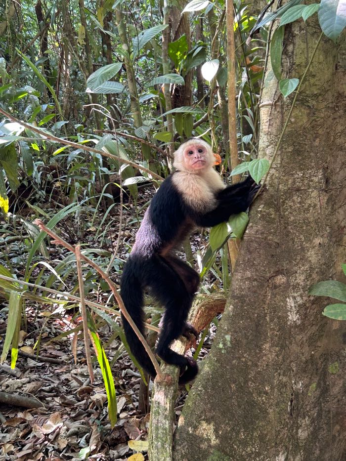 3 semaines au costa rica